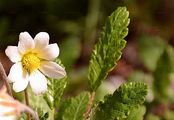 Weiße Silberwurz - Dryas octopetala L.