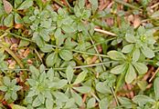 Heath Bedstraw - Galium saxatile L.