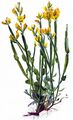 Winged Greenweed - Genista sagittalis L.