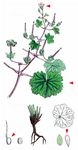 Rundblättriger Storchschnabel - Geranium rotundifolium L. 