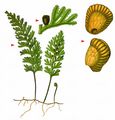 Tunbridge Filmy-Fern - Hymenophyllum tunbrigense (L.) Sm.
