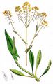 Woad - Isatis tinctoria L.