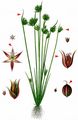 Dwarf Rush - Juncus capitatus Weigel