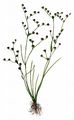 Sand-Binse - Juncus tenageia Ehrh. ex L. f.