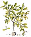 European Yellow Mistletoe - Loranthus europaeus Jacq.