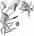 Various-Leaved Pondweed - Potamogeton gramineus L.