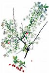 Zwerg-Kirsche - Prunus fruticosa Pall. 