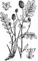 Great Burnet - Sanguisorba officinalis L.