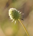 Graue Skabiose - Scabiosa canescens Waldst. & Kit.