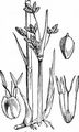 Triangular Club-Rush - Schoenoplectus triqueter (L.) Palla