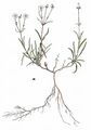 Kleines Leimkraut - Silene pusilla Waldst. & Kit.