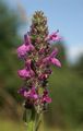 Marsh Woundwort - Stachys palustris L.
