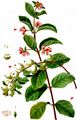 Snowberry - Symphoricarpos albus (L.) S. F. Blake