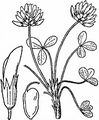 Rasiger Klee - Trifolium thalii Vill.