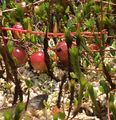 Gewöhnliche Moosbeere - Vaccinium oxycoccos L.