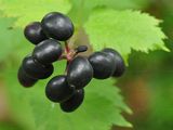 Baneberry - Actaea spicata L.