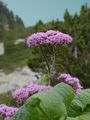 Grauer Alpendost - Adenostyles alliariae (Gouan) A. Kern.
