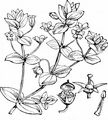 Scarlet Pimpernel - Anagallis arvensis L.