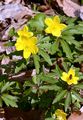 Yellow Anemone - Anemone ranunculoides L.