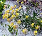 Echter Wundklee - Anthyllis vulneraria L.