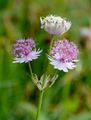 Große Sterndolde - Astrantia major L.