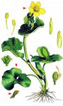 Sumpfdotterblume - Caltha palustris L. 