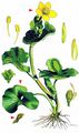 Marsh-Marigold - Caltha palustris L.