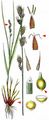 Large-Fruited Prickly-Sedge - Carex muricata L.