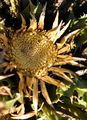 Acanthusblättrige Eberwurz - Carlina acanthifolia All.