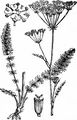 Whorled Caraway - Carum verticillatum (L.) W. D. J. Koch