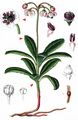 Pipsissewa - Chimaphila umbellata (L.) W. P. C. Barton