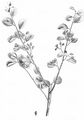  - Cotoneaster multiflorus Bunge