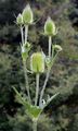 Cut-Leaved Teasel - Dipsacus laciniatus L.