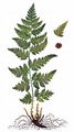 Kamm-Wurmfarn - Dryopteris cristata (L.) A. Gray