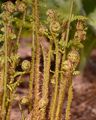 Entferntfiedriger Wurmfarn - Dryopteris remota (Döll) Druce