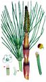 Water Horsetail - Equisetum fluviatile L.