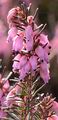 Winter Heath - Erica carnea L.