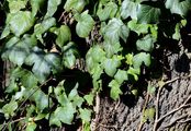 Ivy - Hedera helix L.