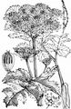 Hogweed - Heracleum sphondylium L.