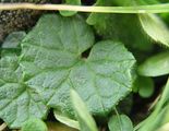 Homogyne alpina (Grüner Alpenlattich) - kleine, nierenförmige wintergrüne Blätter