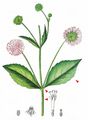  - Knautia dipsacifolia Kreutzer