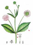 Wald-Witwenblume - Knautia maxima (Opiz) Ortmann 
