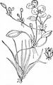 Schwimmendes Froschkraut - Luronium natans (L.) Raf.