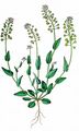 Perfoliate Penny-Cress - Microthlaspi perfoliatum (L.) F. K. Mey.