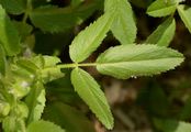 Spiny Restharrow - Ononis spinosa L.