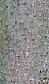 Foxglove-Tree - Paulownia tomentosa (Thunb.) Siebold & Zucc.