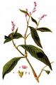 Floh-Knöterich - Persicaria maculosa Gray