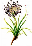 Grasblättrige Teufelskralle - Phyteuma hemisphaericum L. 