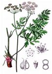Alpen-Pimpinelle - Pimpinella alpina Host 