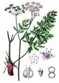  - Pimpinella alpina Host